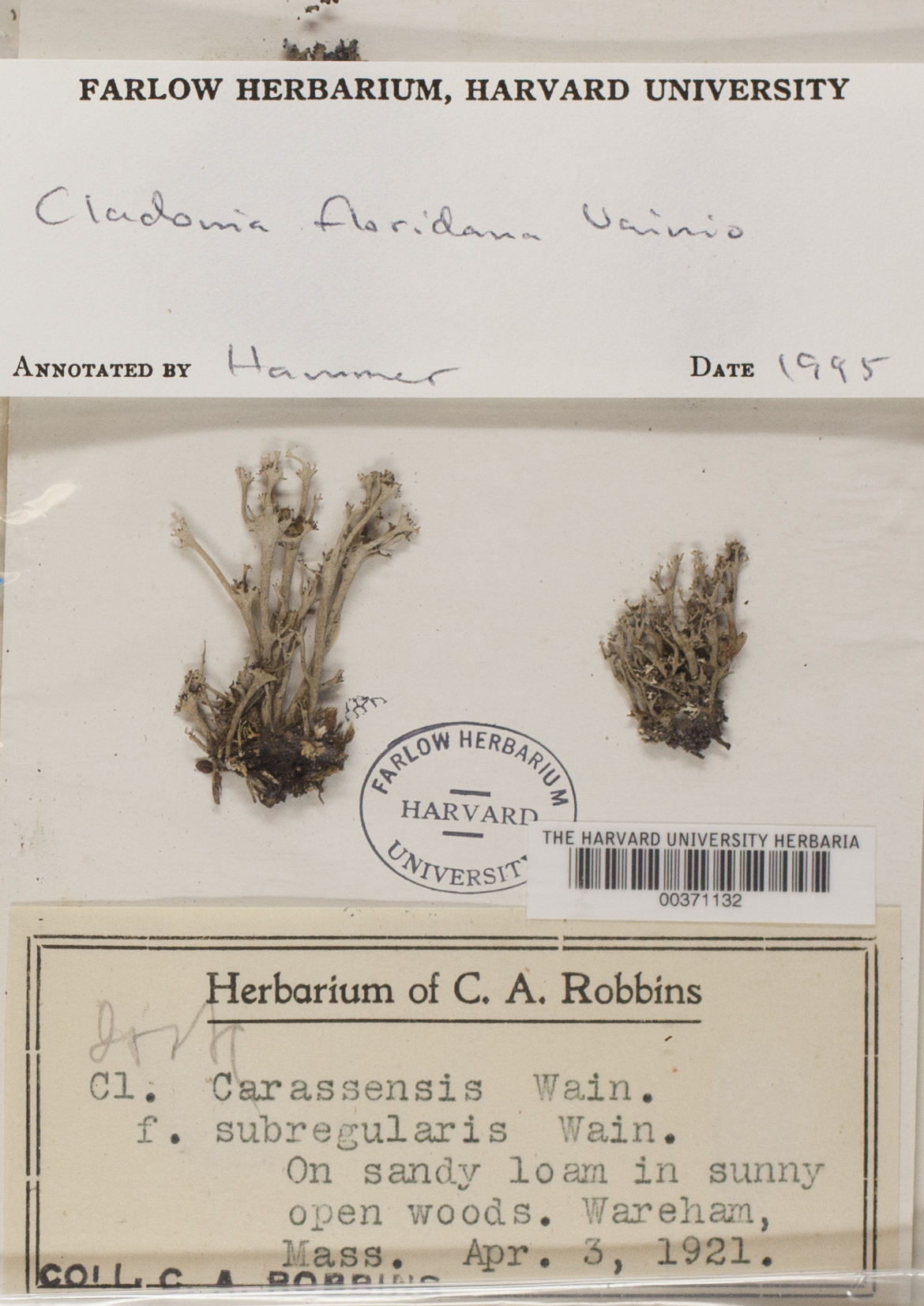 Cladonia floridana image