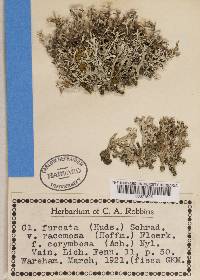 Cladonia furcata var. corymbosa image