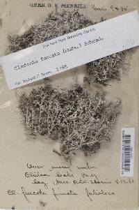 Cladonia furcata image