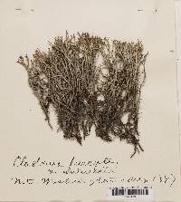 Cladonia furcata f. furcatosubulata image