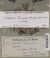 Cladonia furcata image