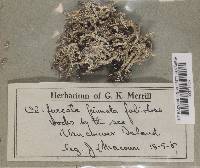 Cladonia furcata image