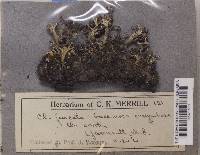 Cladonia furcata image