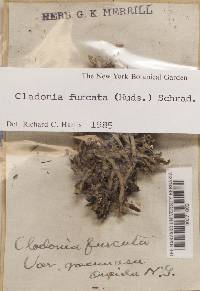 Cladonia furcata image