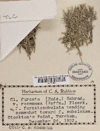 Cladonia furcata f. furcatosubulata image