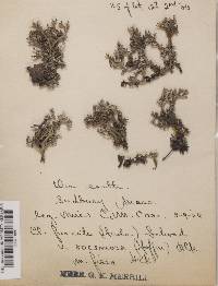 Cladonia furcata f. fissa image