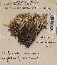 Cladonia furcata var. corymbosa image