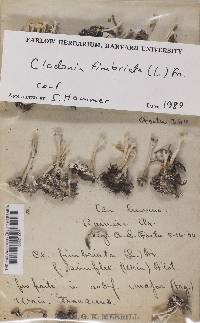 Cladonia fimbriata image