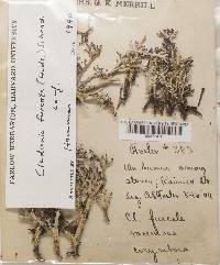 Cladonia furcata var. corymbosa image
