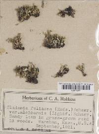 Cladonia foliacea image