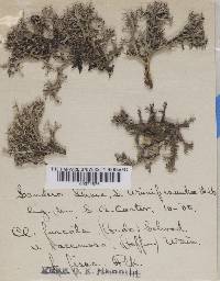 Cladonia furcata image