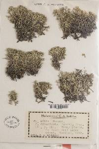 Cladonia mitis image