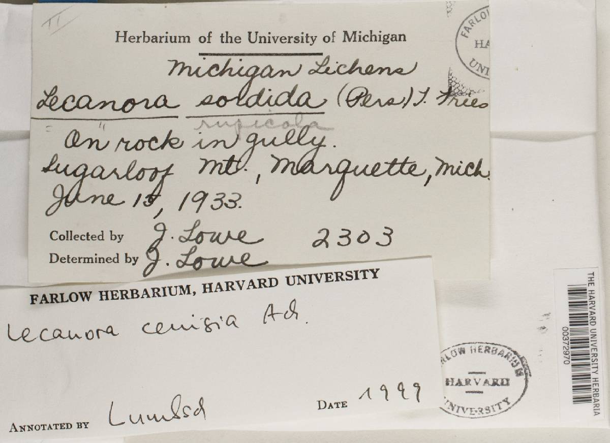 Lecanora cenisia image