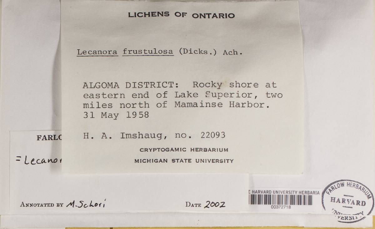 Lecanora argopholis image