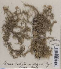 Usnea strigosa image