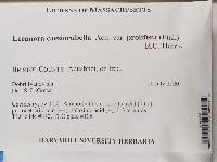 Lecanora caesiorubella image