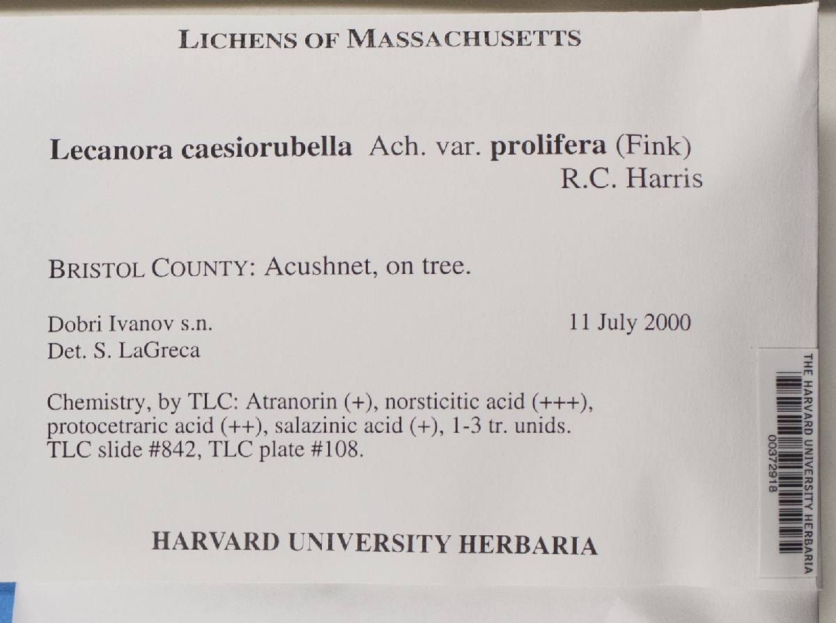 Lecanora caesiorubella image
