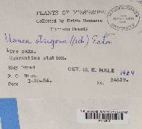 Usnea strigosa image