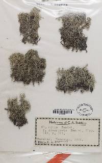 Cladonia mitis image