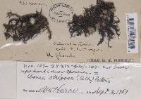 Usnea strigosa image