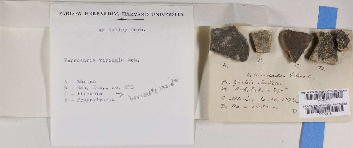 Verrucaria viridula image