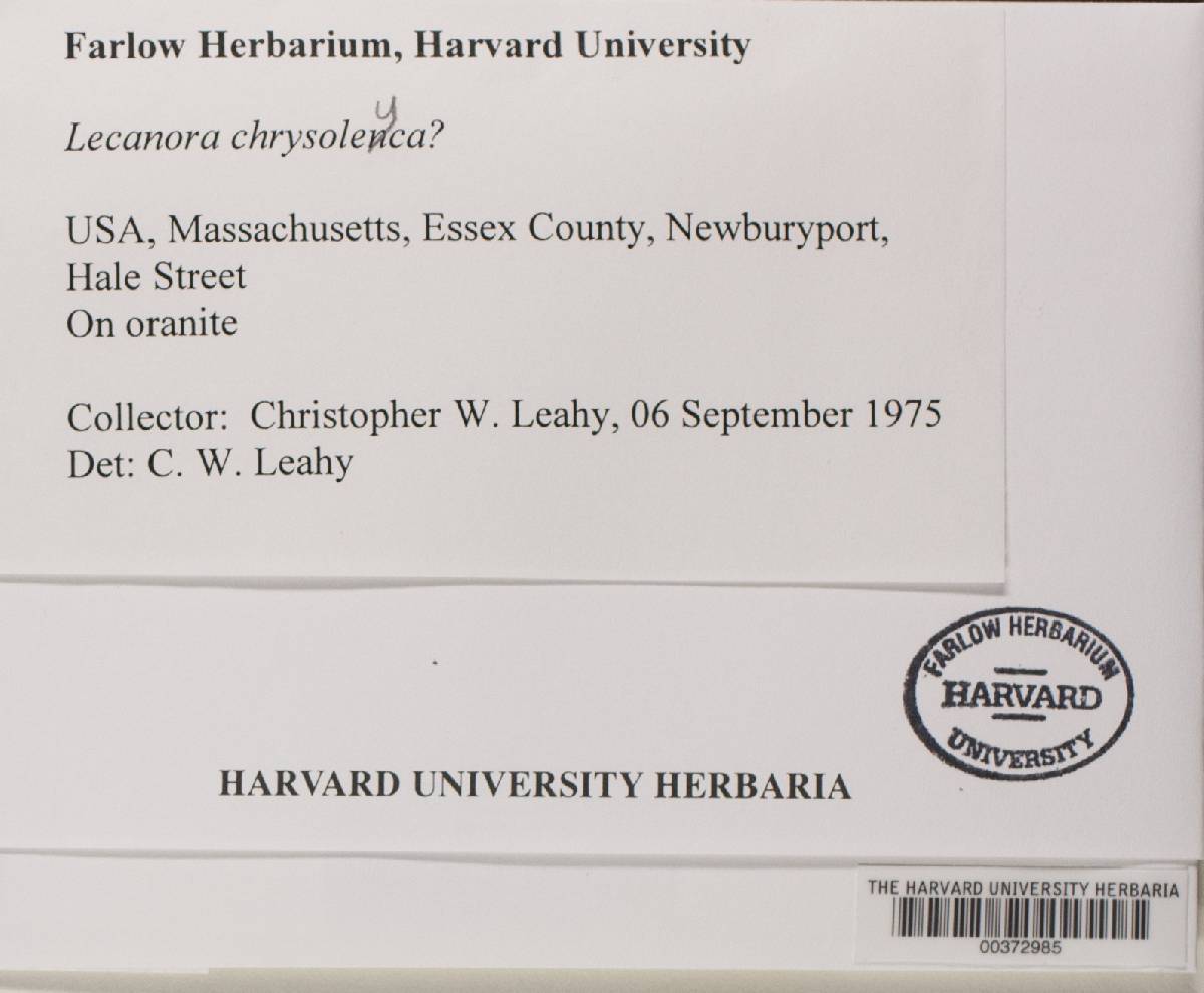 Lecanora chrysoleuca image