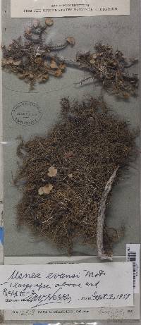 Usnea strigosa image