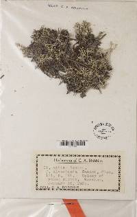 Cladonia mitis image