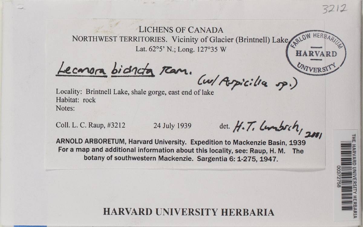Lecanora bicincta image
