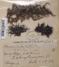 Usnea strigosa image