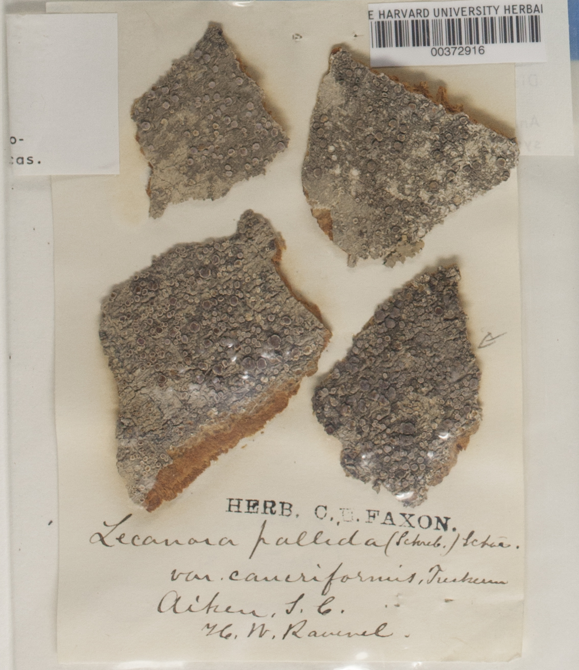 Lecanora caesiorubella subsp. prolifera image