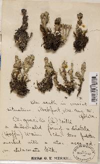 Cladonia gracilis subsp. turbinata image