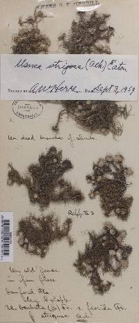 Usnea strigosa image