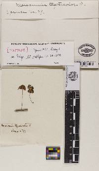 Marasmius tageticolor image