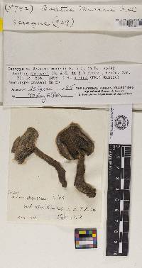 Boletus murrayi image