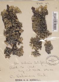 Allocetraria oakesiana image