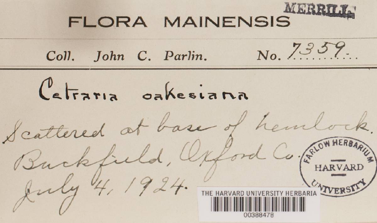 Allocetraria oakesiana image
