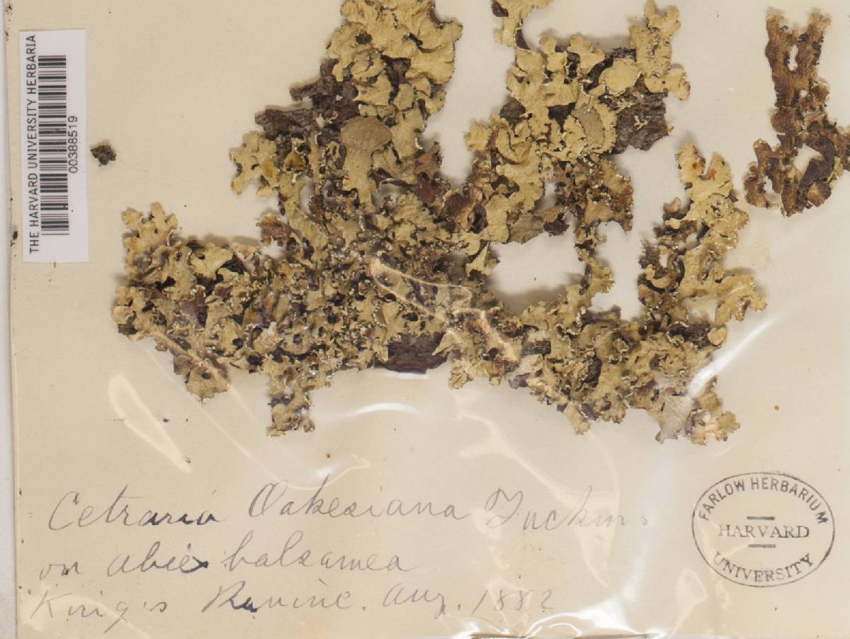 Allocetraria oakesiana image