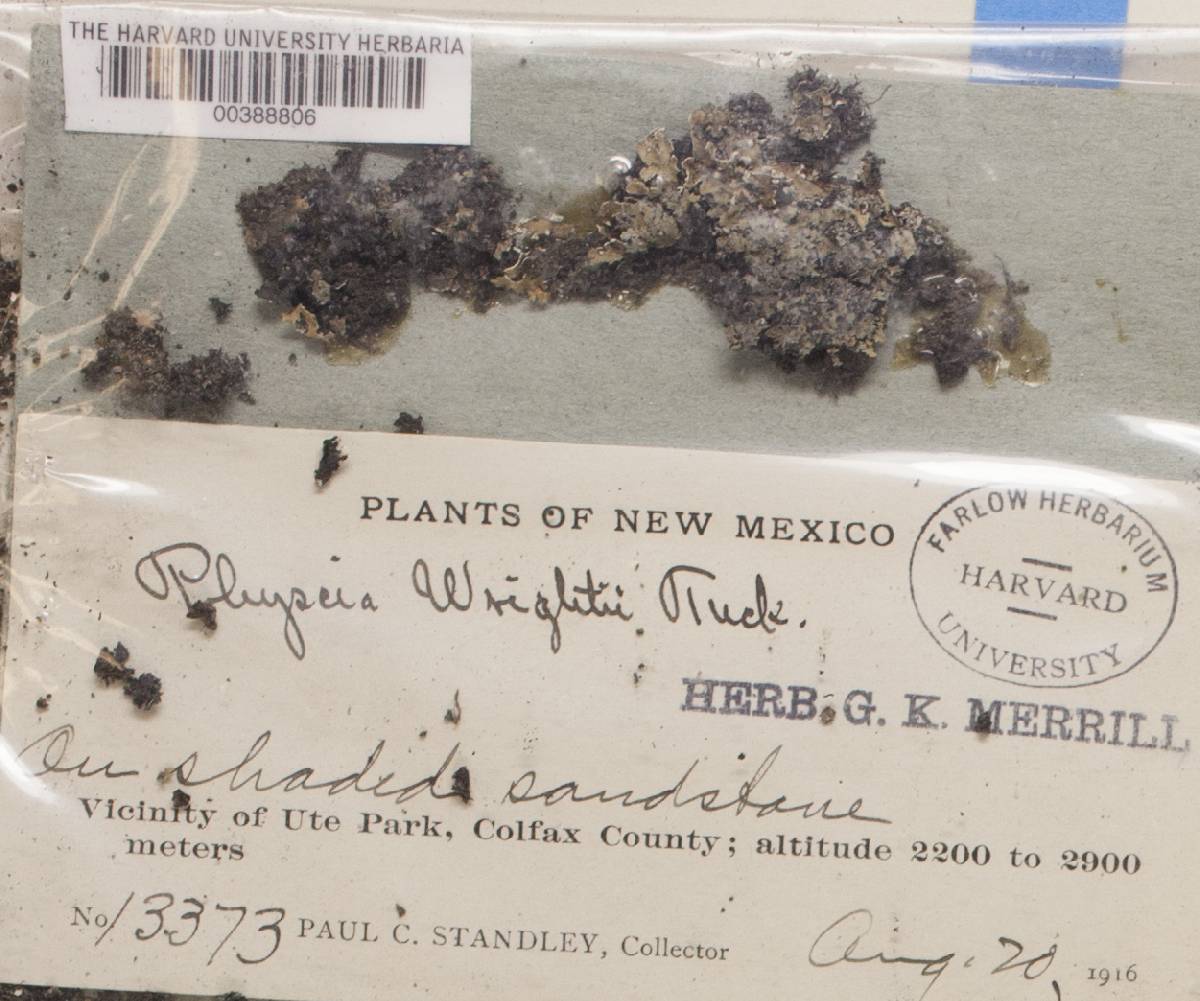 Physcidia image