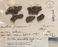Amandinea punctata image