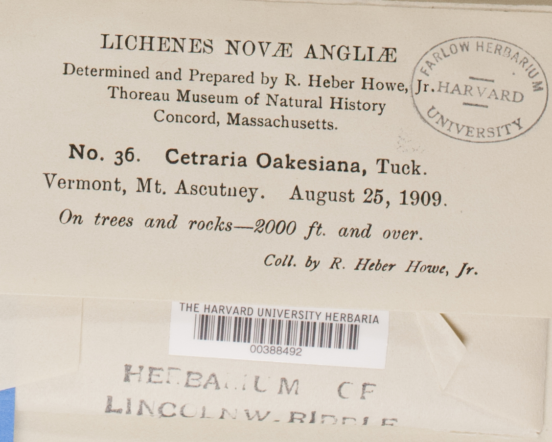 Allocetraria oakesiana image