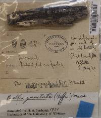 Amandinea punctata image