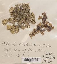 Allocetraria oakesiana image