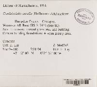 Chaenotheca trichialis image