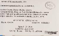 Lecanora symmicta image