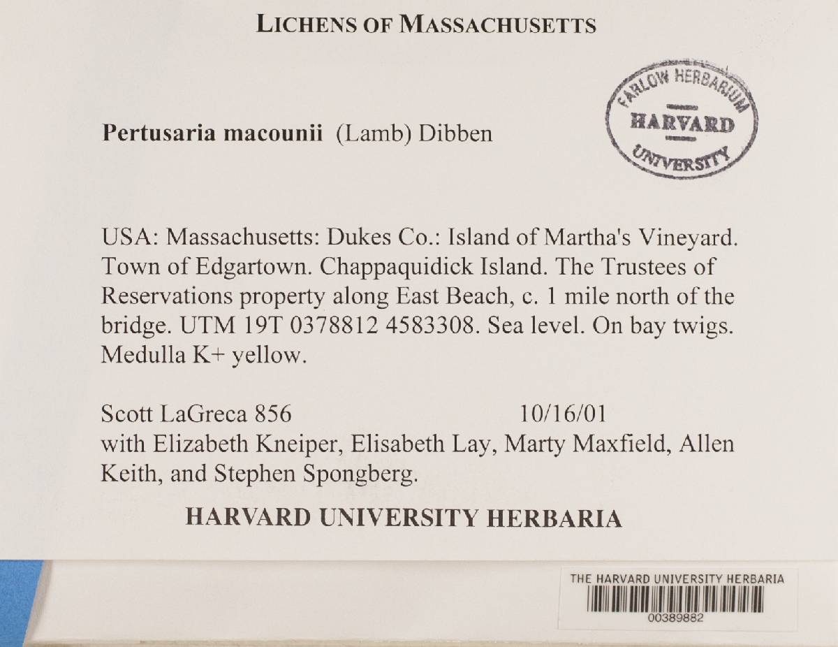Pertusaria macounii image