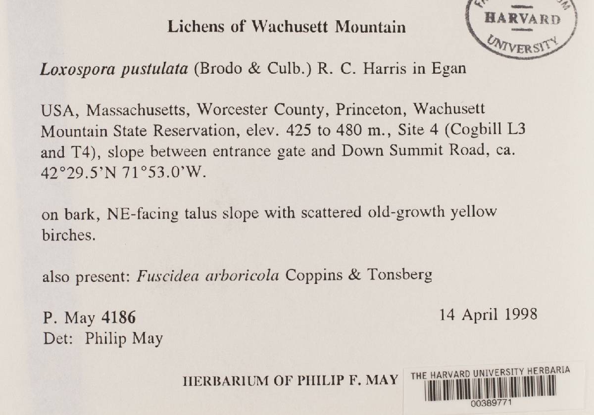 Sarrameanaceae image