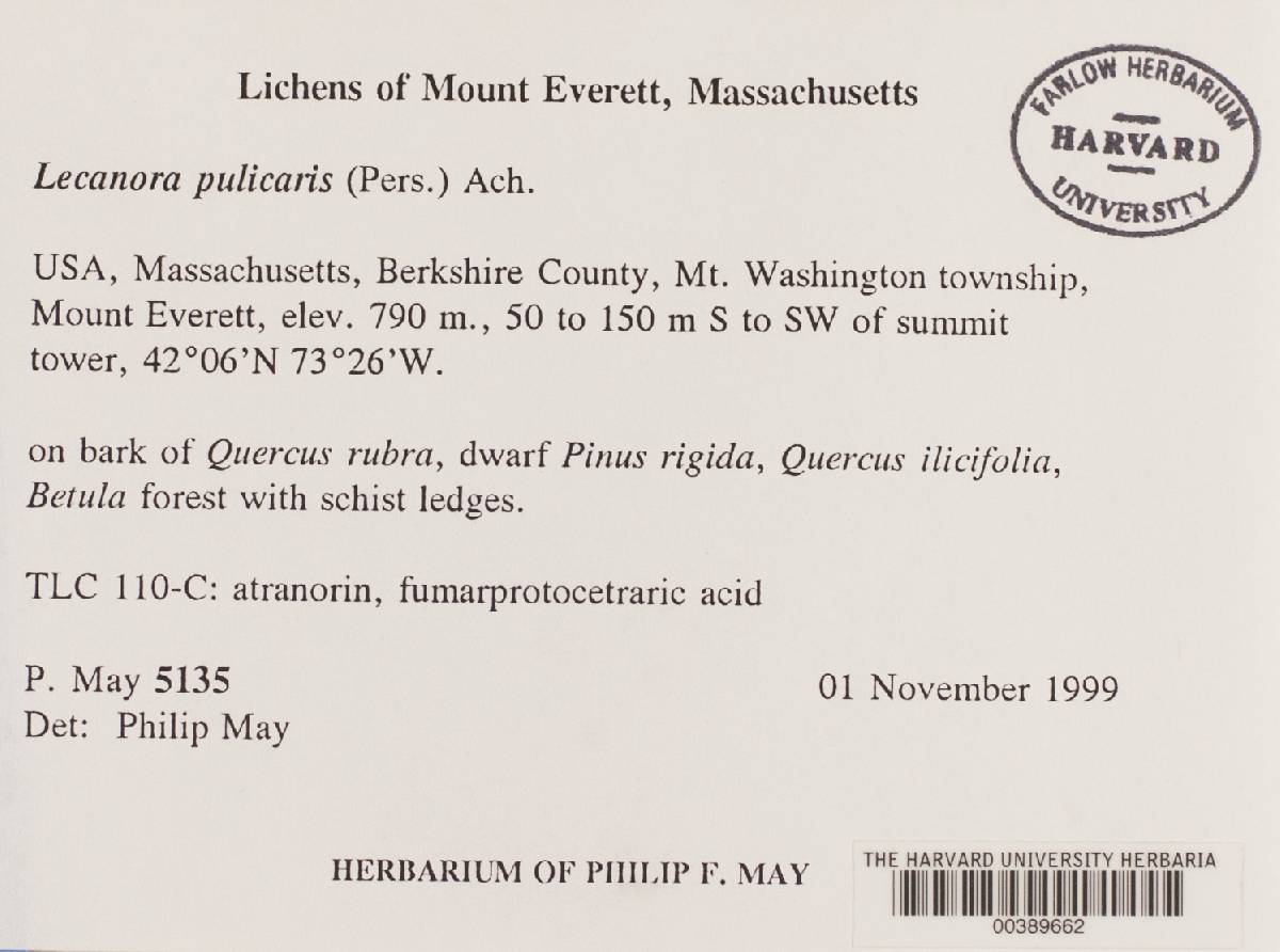 Lecanora pulicaris image