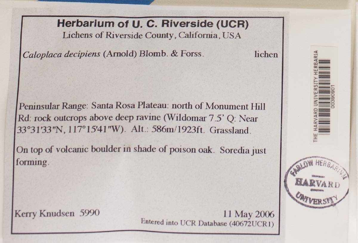 Caloplaca decipiens image