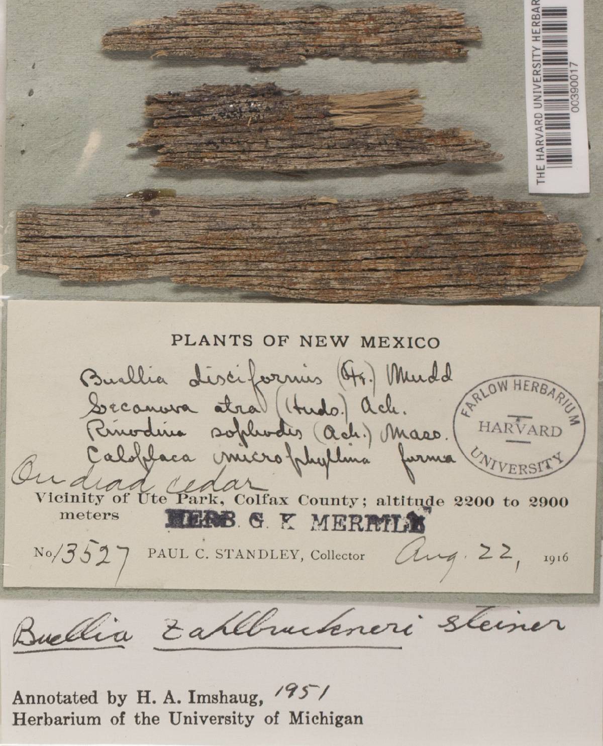 Buellia erubescens image